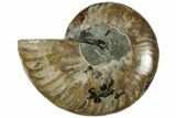 Cut & Polished Ammonite Fossil (Half) - Madagascar #310733-1